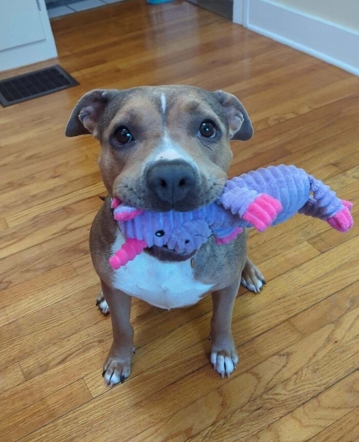 89 Adorable Adopted Animals Who Rescued Their Humans This Month (September Edition)