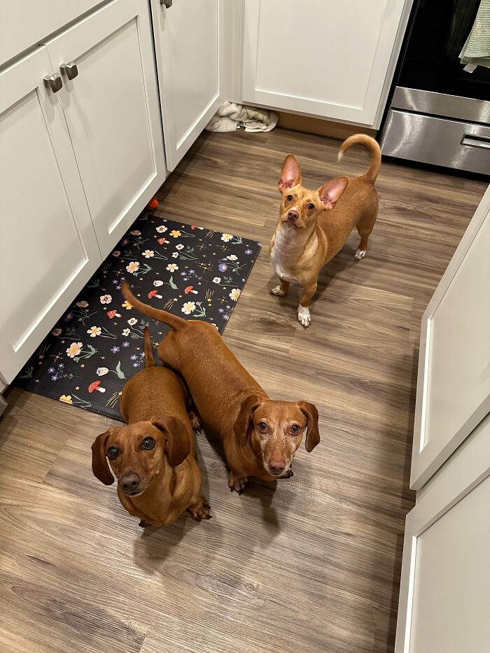 89 Adorable Adopted Animals Who Rescued Their Humans This Month (September Edition)