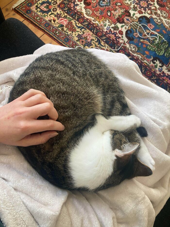 89 Adorable Adopted Animals Who Rescued Their Humans This Month (September Edition)