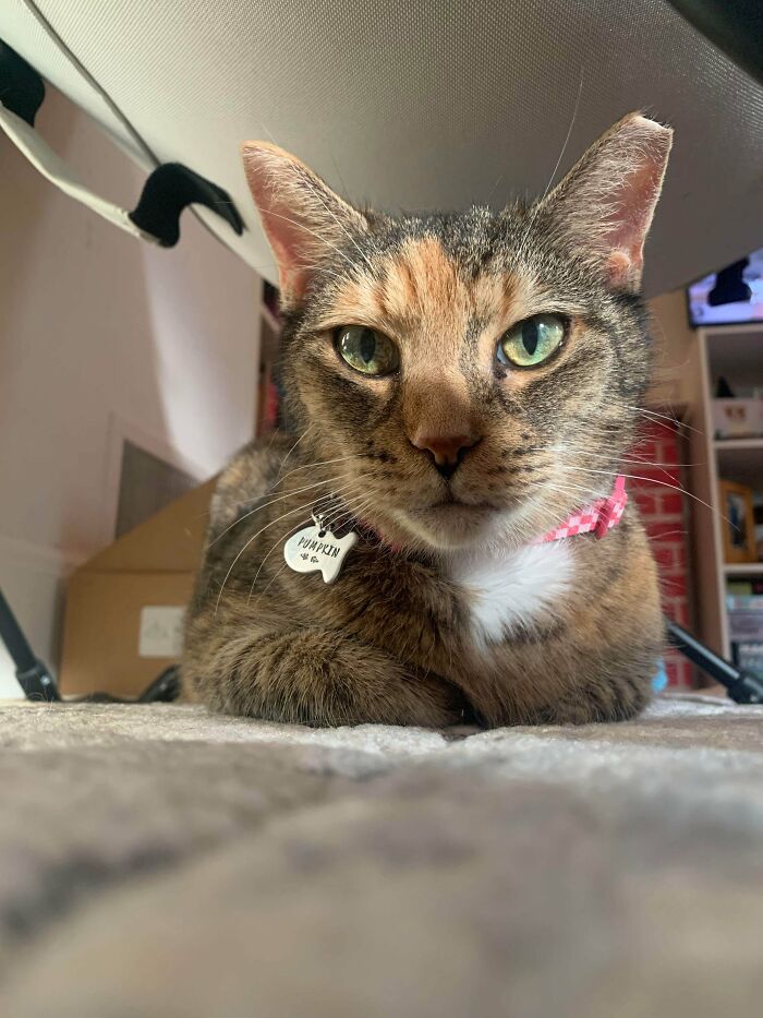 89 Adorable Adopted Animals Who Rescued Their Humans This Month (September Edition)