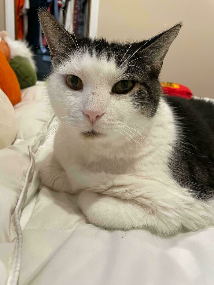 89 Adorable Adopted Animals Who Rescued Their Humans This Month (September Edition)