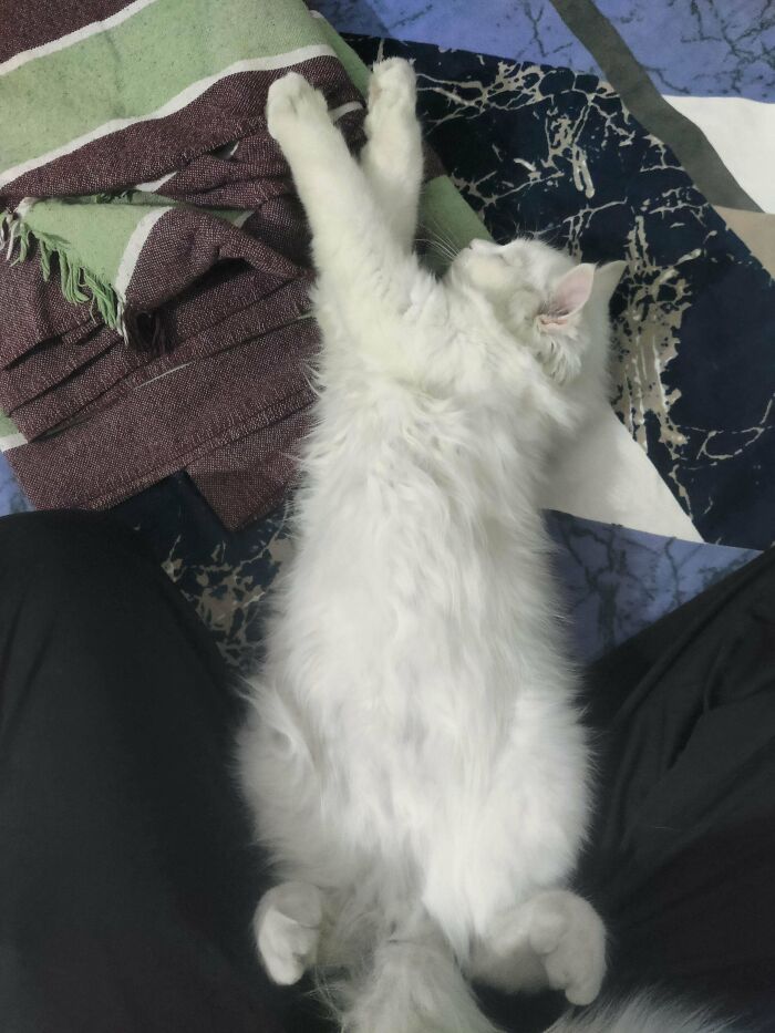 89 Adorable Adopted Animals Who Rescued Their Humans This Month (September Edition)