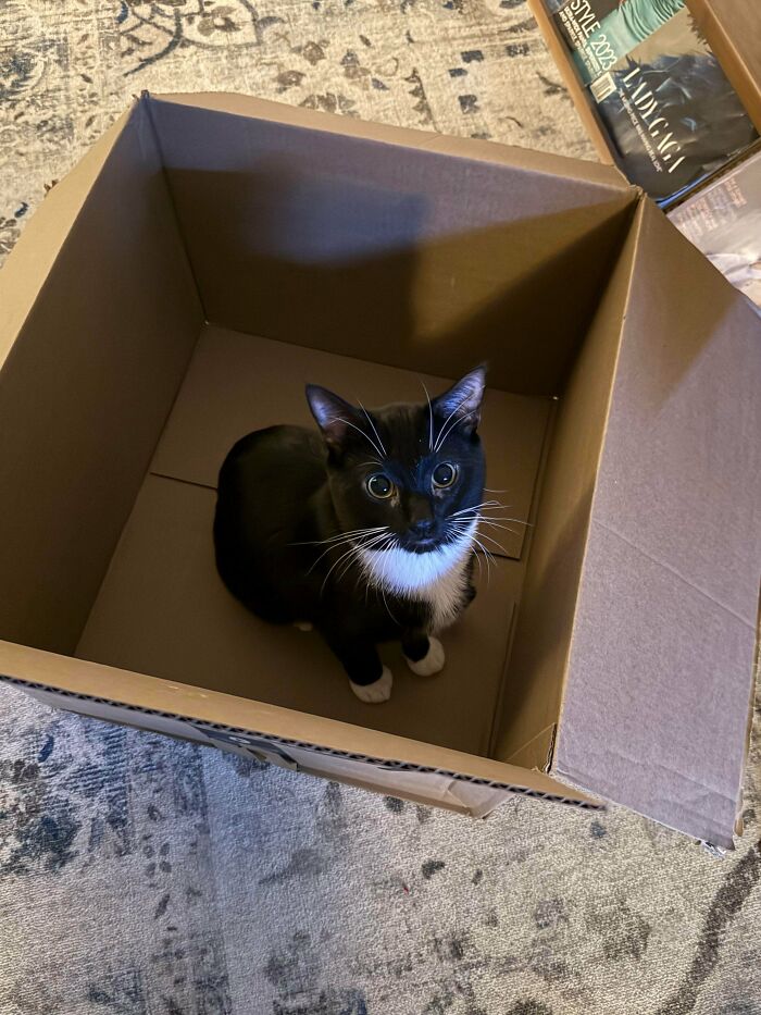 89 Adorable Adopted Animals Who Rescued Their Humans This Month (September Edition)