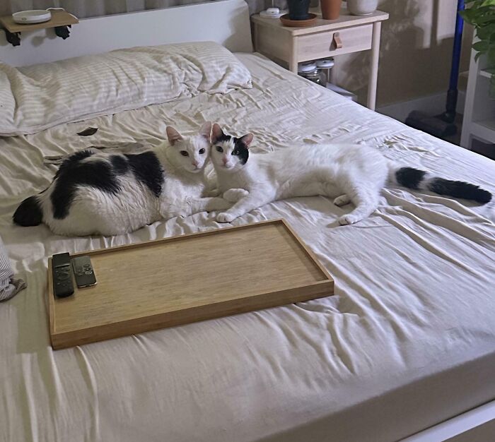 89 Adorable Adopted Animals Who Rescued Their Humans This Month (September Edition)