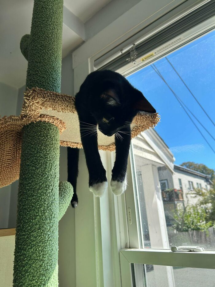 89 Adorable Adopted Animals Who Rescued Their Humans This Month (September Edition)