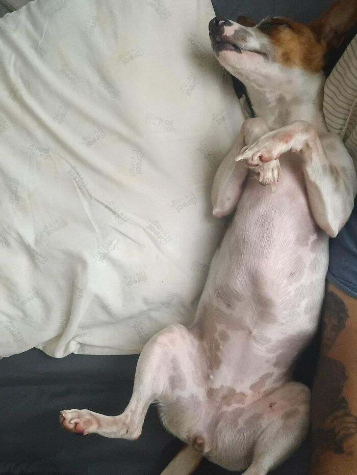 89 Adorable Adopted Animals Who Rescued Their Humans This Month (September Edition)