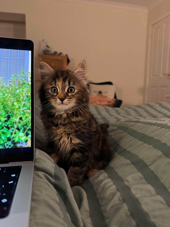 89 Adorable Adopted Animals Who Rescued Their Humans This Month (September Edition)