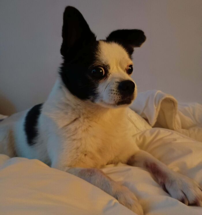 89 Adorable Adopted Animals Who Rescued Their Humans This Month (September Edition)