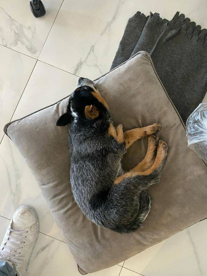 89 Adorable Adopted Animals Who Rescued Their Humans This Month (September Edition)