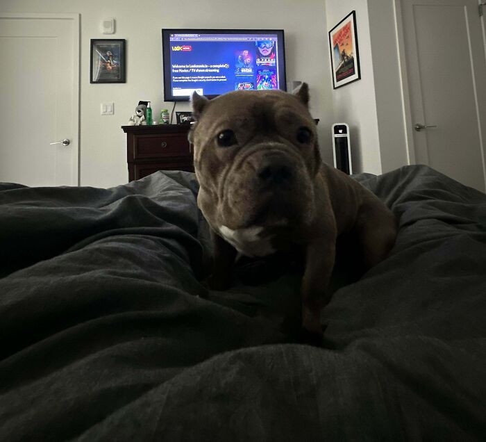 89 Adorable Adopted Animals Who Rescued Their Humans This Month (September Edition)