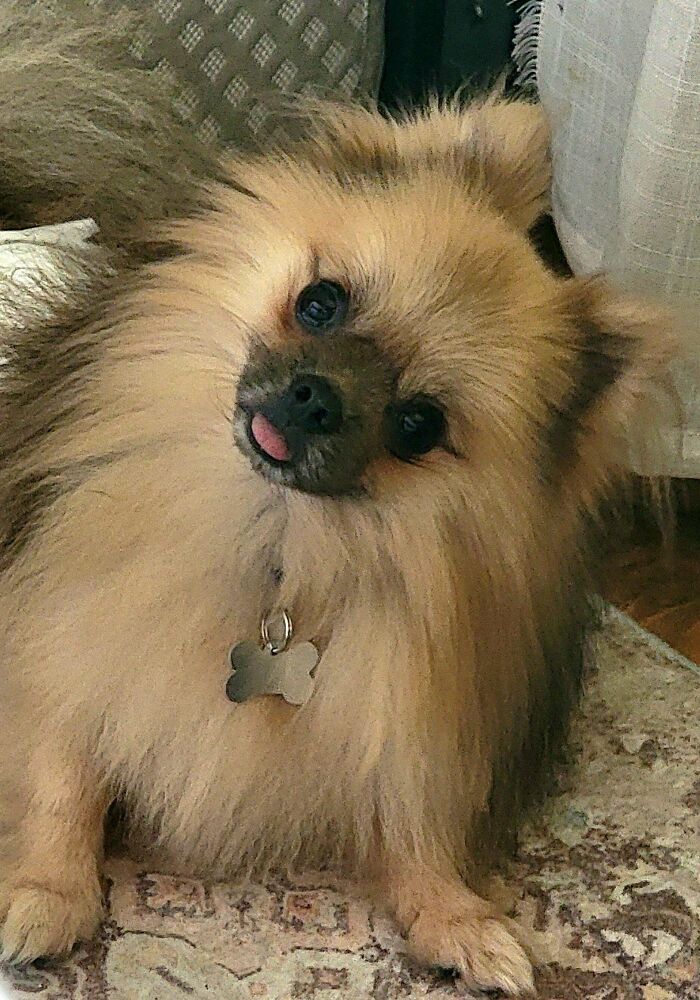 89 Adorable Adopted Animals Who Rescued Their Humans This Month (September Edition)