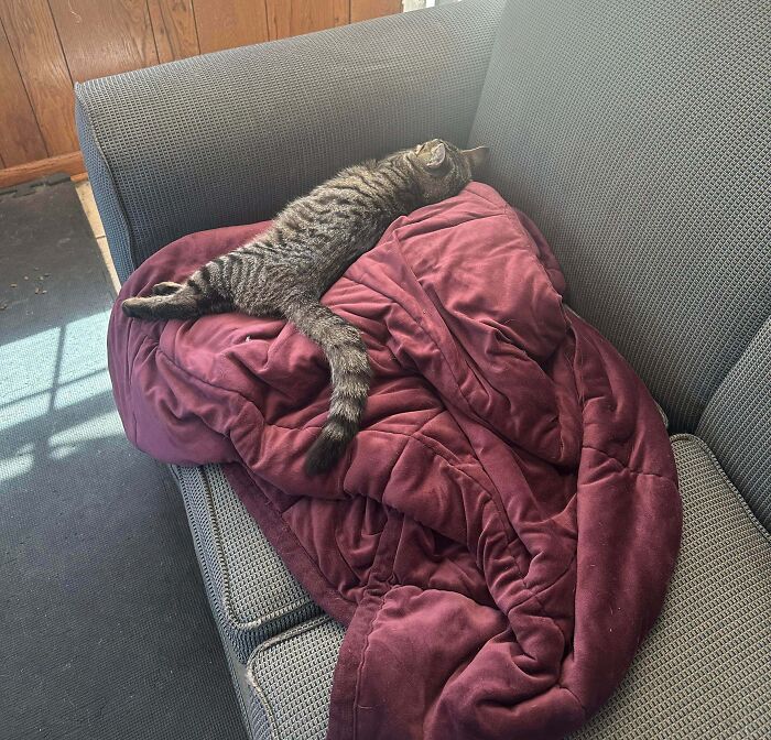 89 Adorable Adopted Animals Who Rescued Their Humans This Month (September Edition)