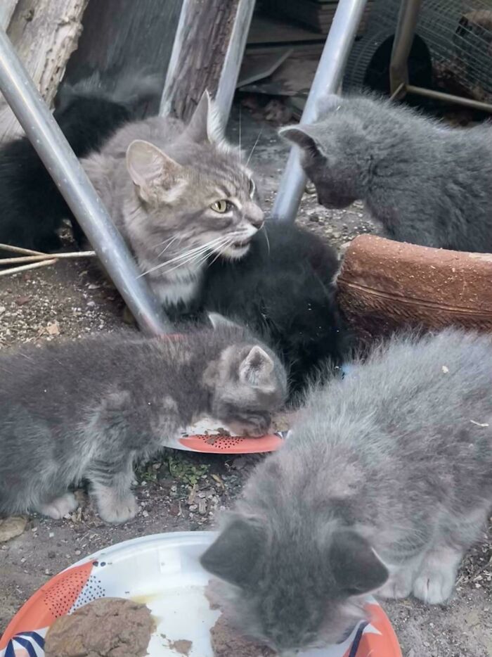 89 Adorable Adopted Animals Who Rescued Their Humans This Month (September Edition)