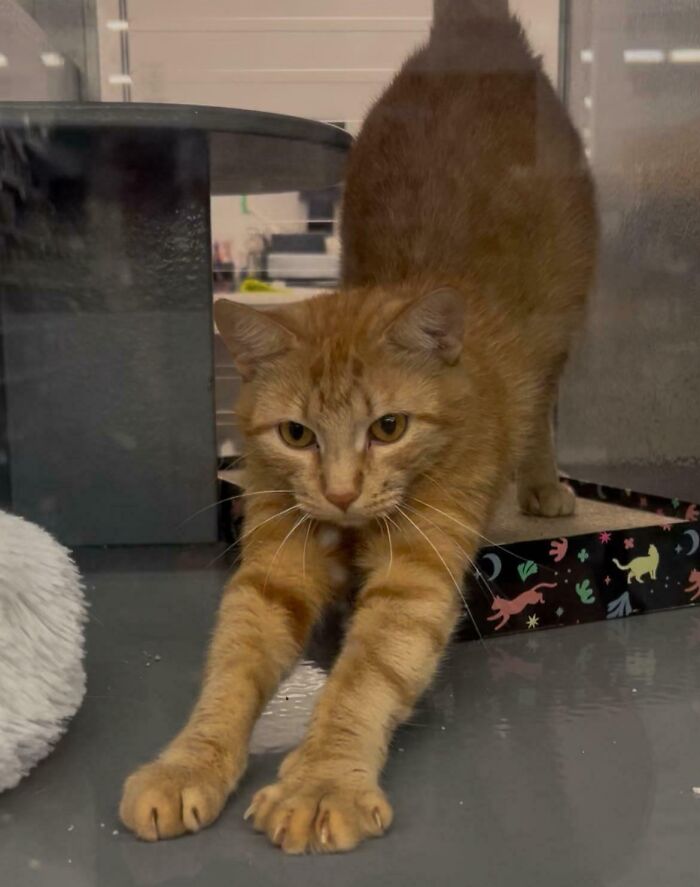 89 Adorable Adopted Animals Who Rescued Their Humans This Month (September Edition)