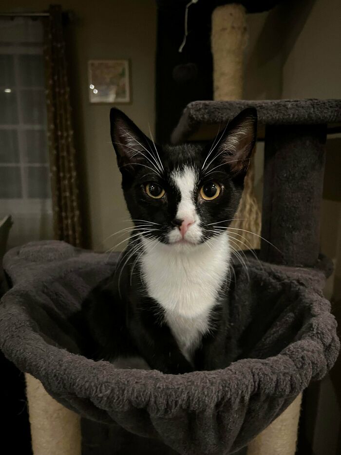 89 Adorable Adopted Animals Who Rescued Their Humans This Month (September Edition)