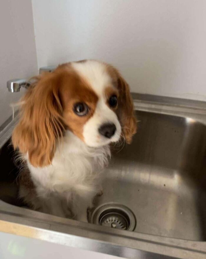 89 Adorable Adopted Animals Who Rescued Their Humans This Month (September Edition)