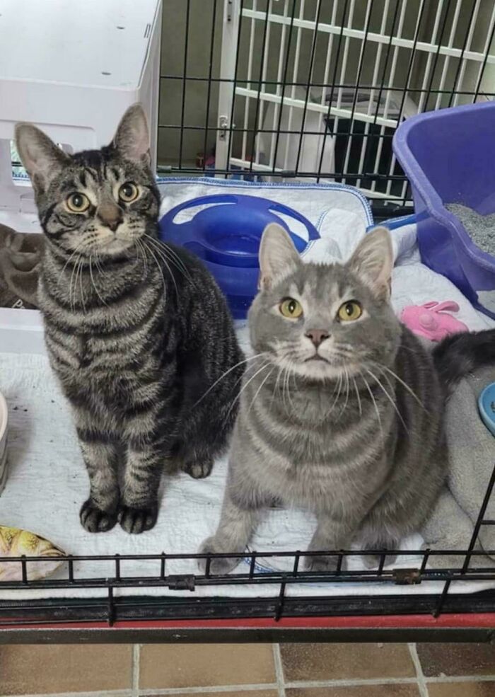 89 Adorable Adopted Animals Who Rescued Their Humans This Month (September Edition)