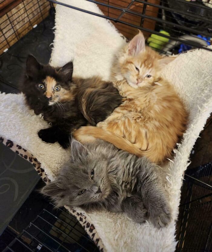 89 Adorable Adopted Animals Who Rescued Their Humans This Month (September Edition)