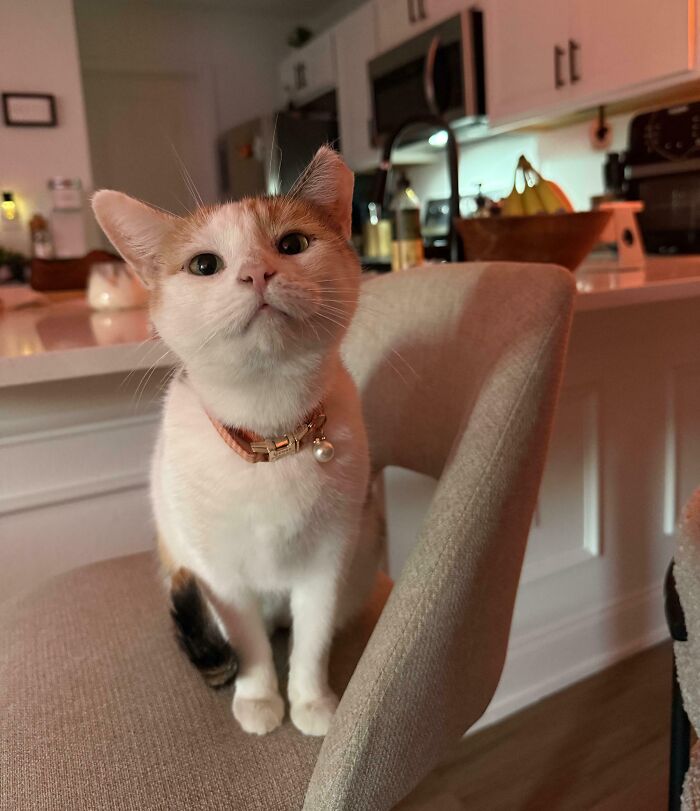 89 Adorable Adopted Animals Who Rescued Their Humans This Month (September Edition)