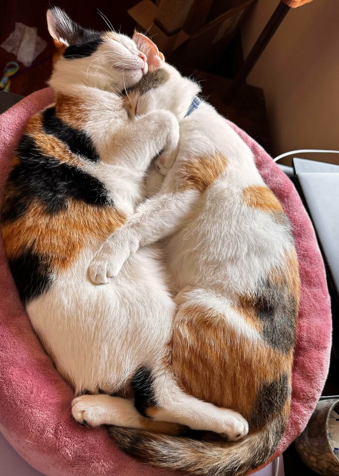 89 Adorable Adopted Animals Who Rescued Their Humans This Month (September Edition)