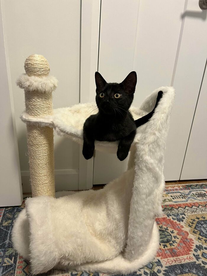 89 Adorable Adopted Animals Who Rescued Their Humans This Month (September Edition)
