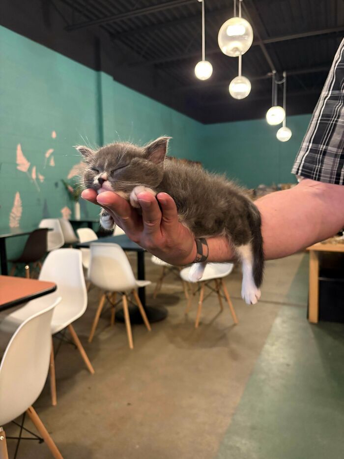 89 Adorable Adopted Animals Who Rescued Their Humans This Month (September Edition)