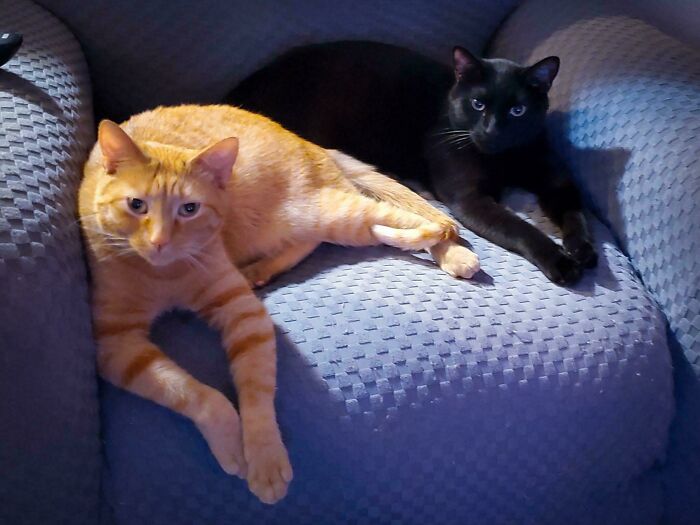 89 Adorable Adopted Animals Who Rescued Their Humans This Month (September Edition)