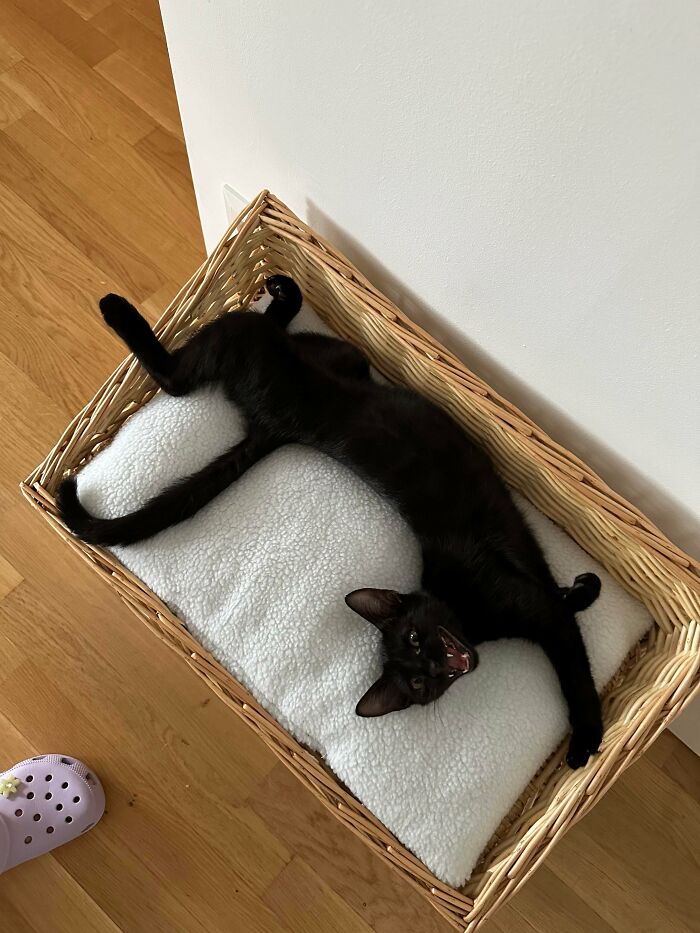 89 Adorable Adopted Animals Who Rescued Their Humans This Month (September Edition)