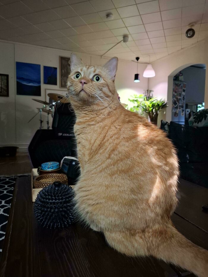 89 Adorable Adopted Animals Who Rescued Their Humans This Month (September Edition)