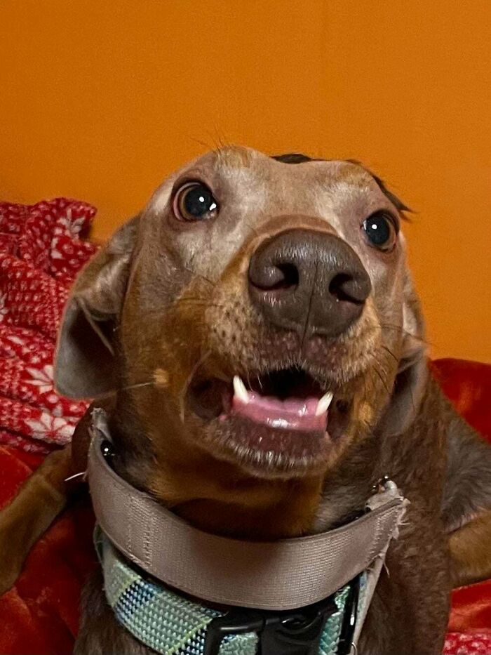 89 Adorable Adopted Animals Who Rescued Their Humans This Month (September Edition)