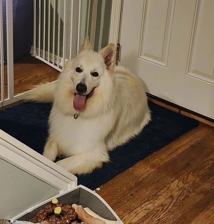 89 Adorable Adopted Animals Who Rescued Their Humans This Month (September Edition)