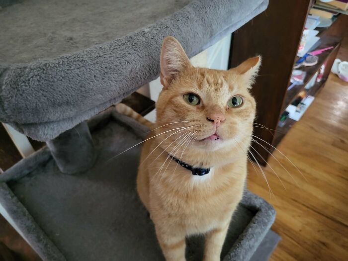 89 Adorable Adopted Animals Who Rescued Their Humans This Month (September Edition)