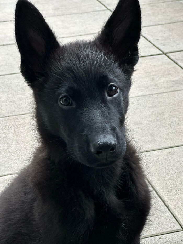 89 Adorable Adopted Animals Who Rescued Their Humans This Month (September Edition)