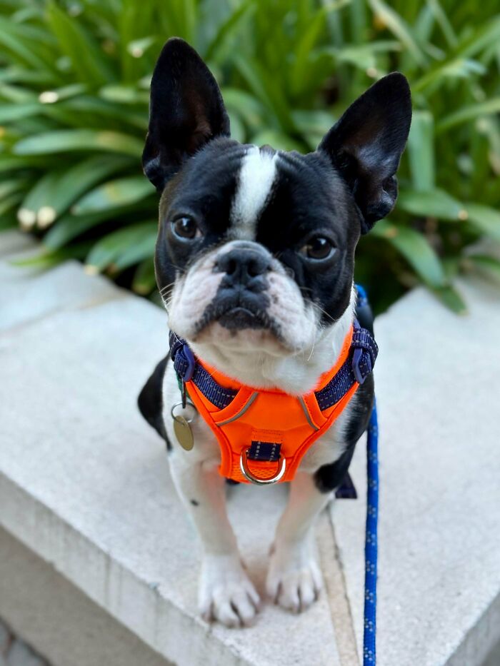 89 Adorable Adopted Animals Who Rescued Their Humans This Month (September Edition)