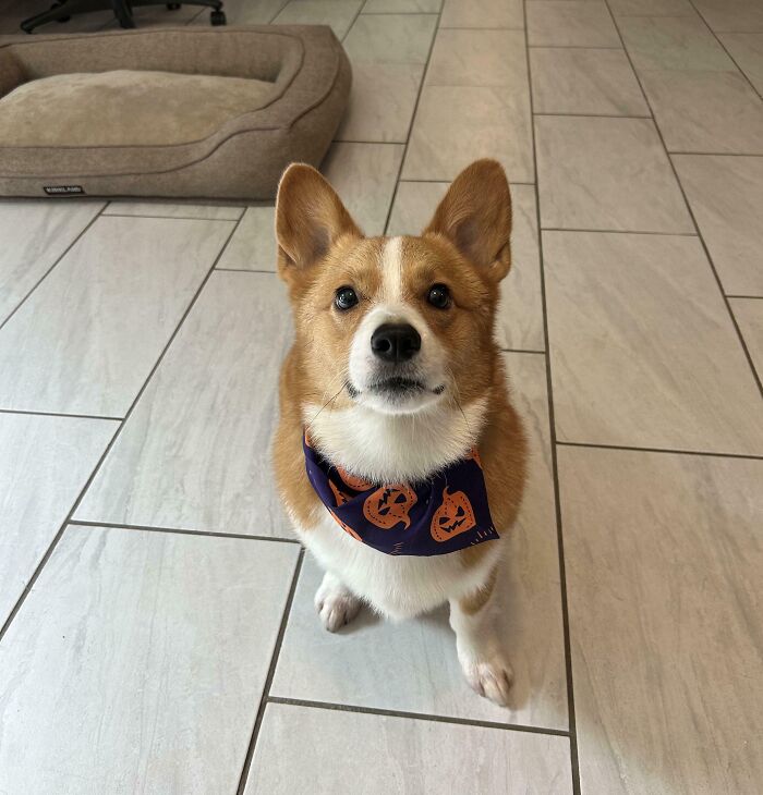 89 Adorable Adopted Animals Who Rescued Their Humans This Month (September Edition)