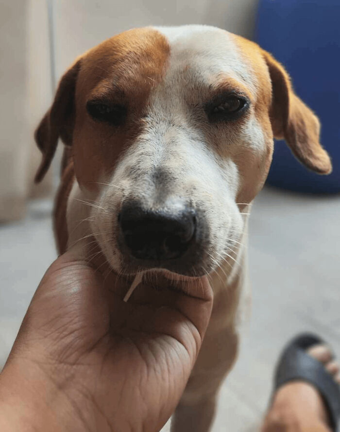 89 Adorable Adopted Animals Who Rescued Their Humans This Month (September Edition)