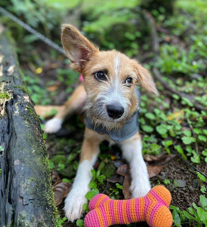 89 Adorable Adopted Animals Who Rescued Their Humans This Month (September Edition)