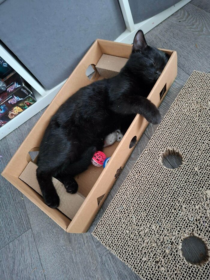 89 Adorable Adopted Animals Who Rescued Their Humans This Month (September Edition)