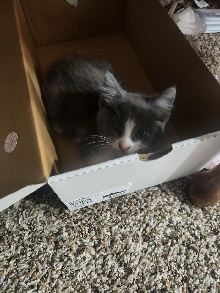 89 Adorable Adopted Animals Who Rescued Their Humans This Month (September Edition)
