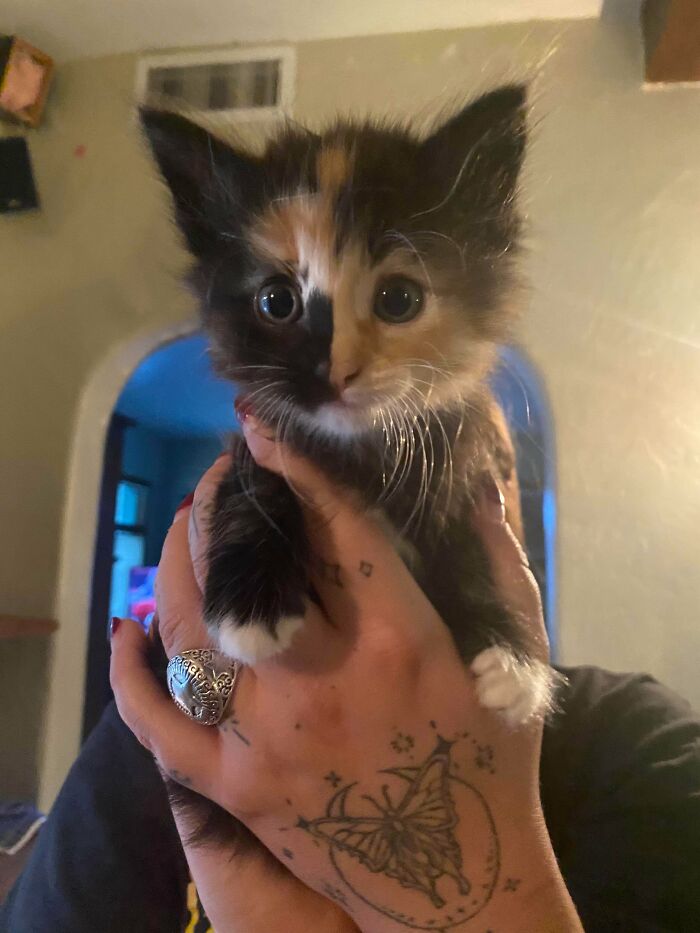 89 Adorable Adopted Animals Who Rescued Their Humans This Month (September Edition)