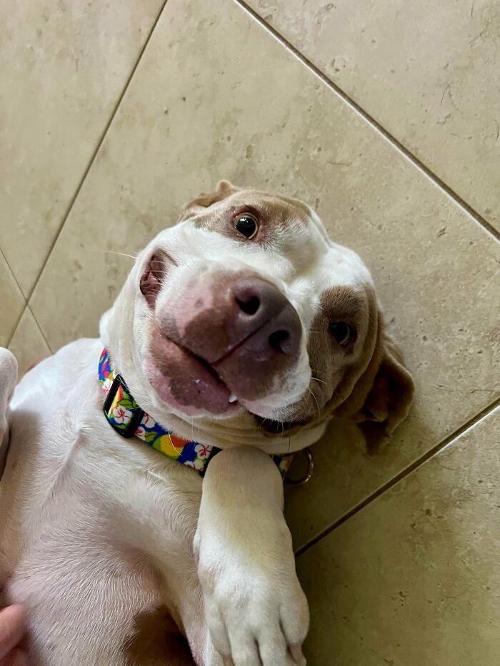 89 Adorable Adopted Animals Who Rescued Their Humans This Month (September Edition)