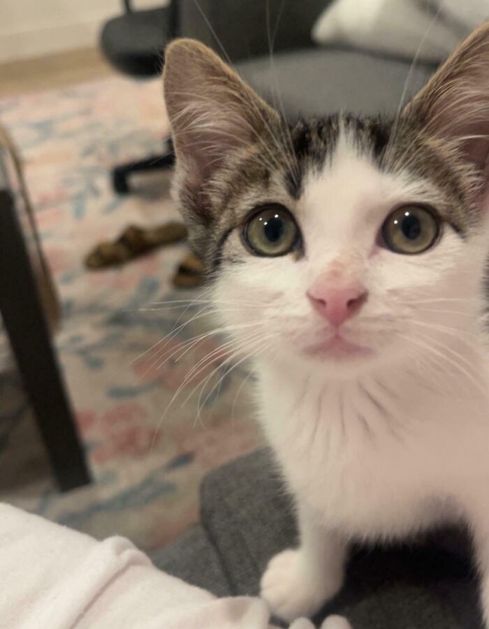 89 Adorable Adopted Animals Who Rescued Their Humans This Month (September Edition)