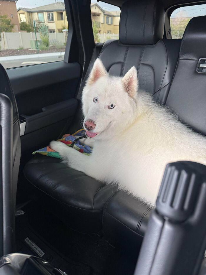 89 Adorable Adopted Animals Who Rescued Their Humans This Month (September Edition)