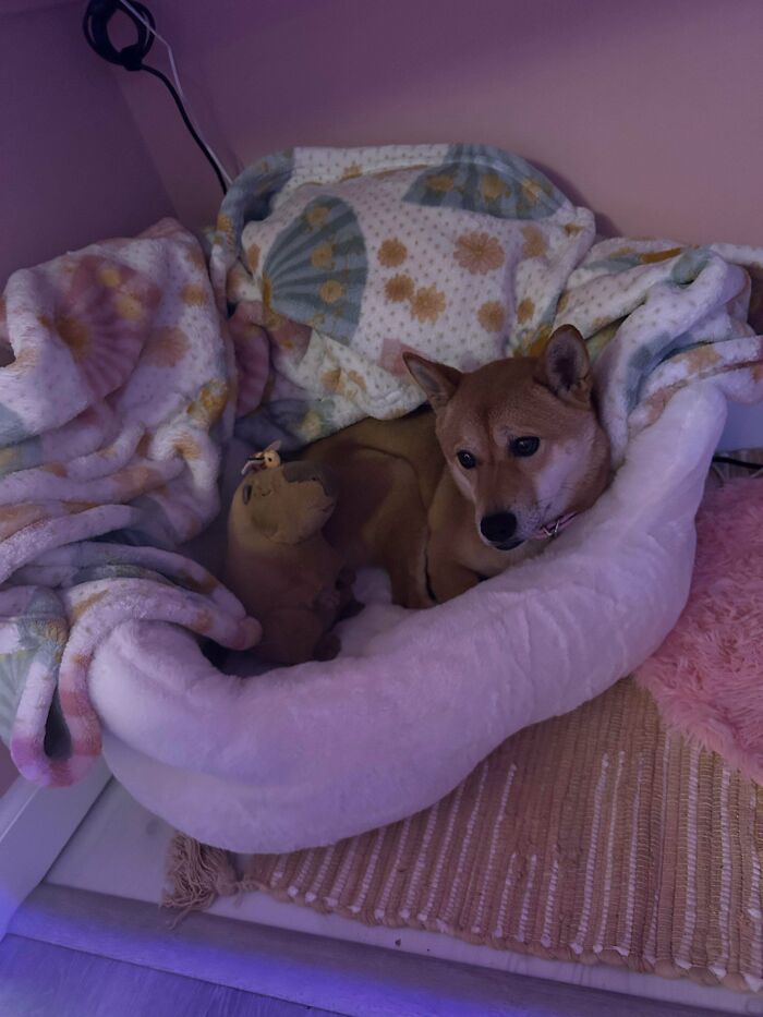 89 Adorable Adopted Animals Who Rescued Their Humans This Month (September Edition)