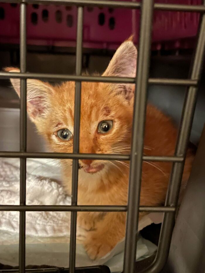 89 Adorable Adopted Animals Who Rescued Their Humans This Month (September Edition)