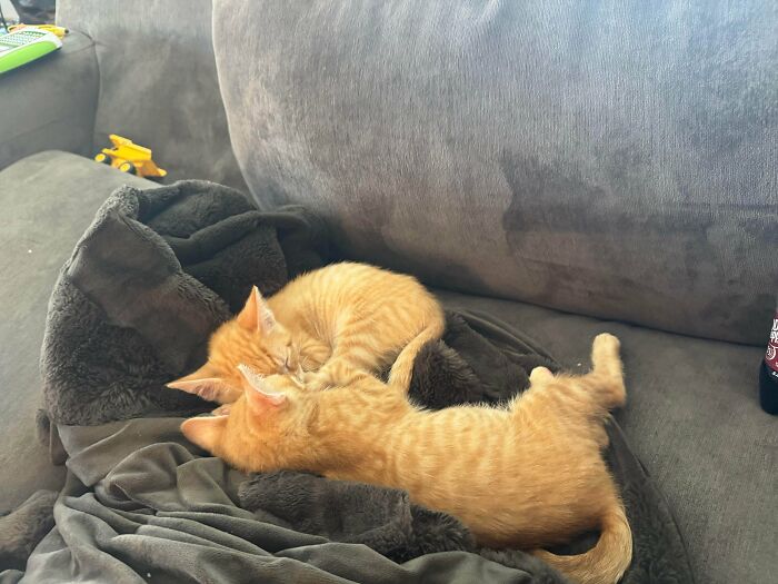 89 Adorable Adopted Animals Who Rescued Their Humans This Month (September Edition)
