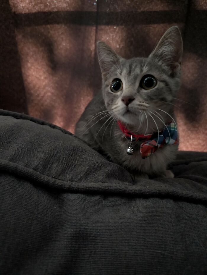 89 Adorable Adopted Animals Who Rescued Their Humans This Month (September Edition)