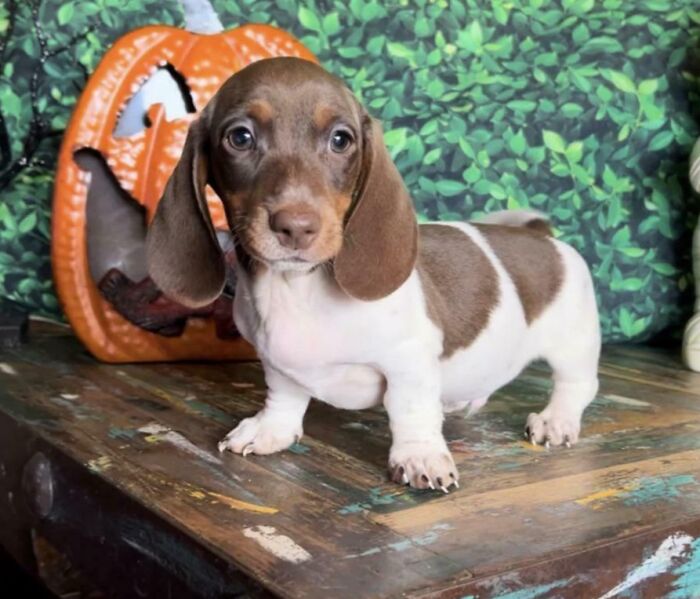 89 Adorable Adopted Animals Who Rescued Their Humans This Month (September Edition)