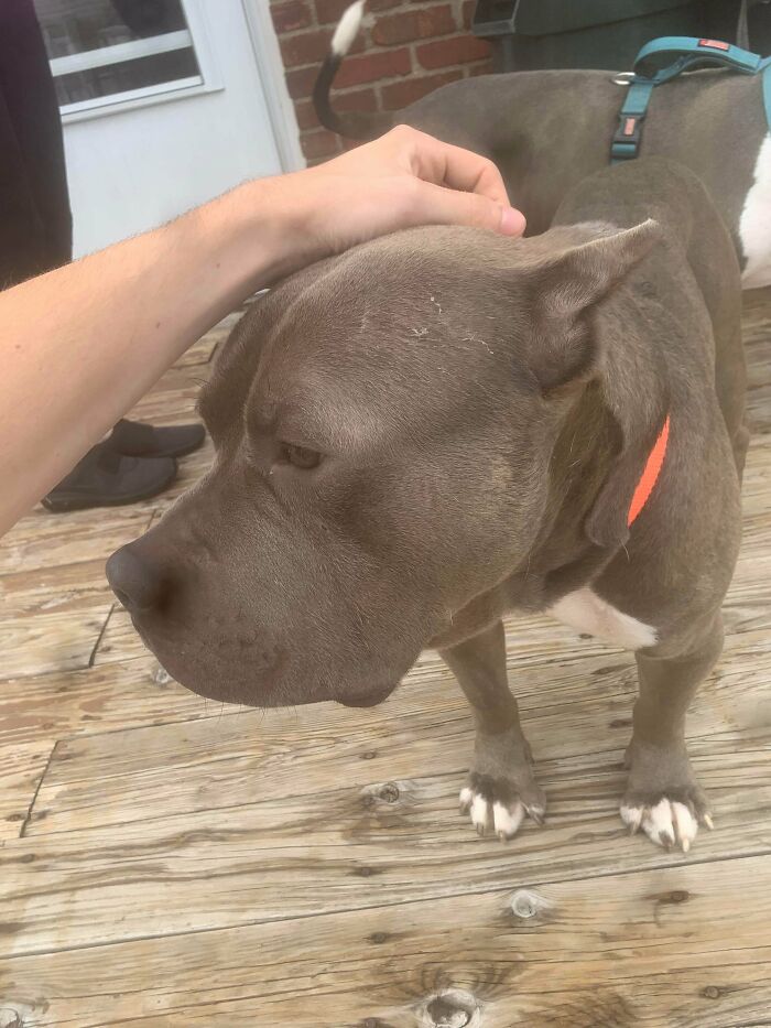 89 Adorable Adopted Animals Who Rescued Their Humans This Month (September Edition)