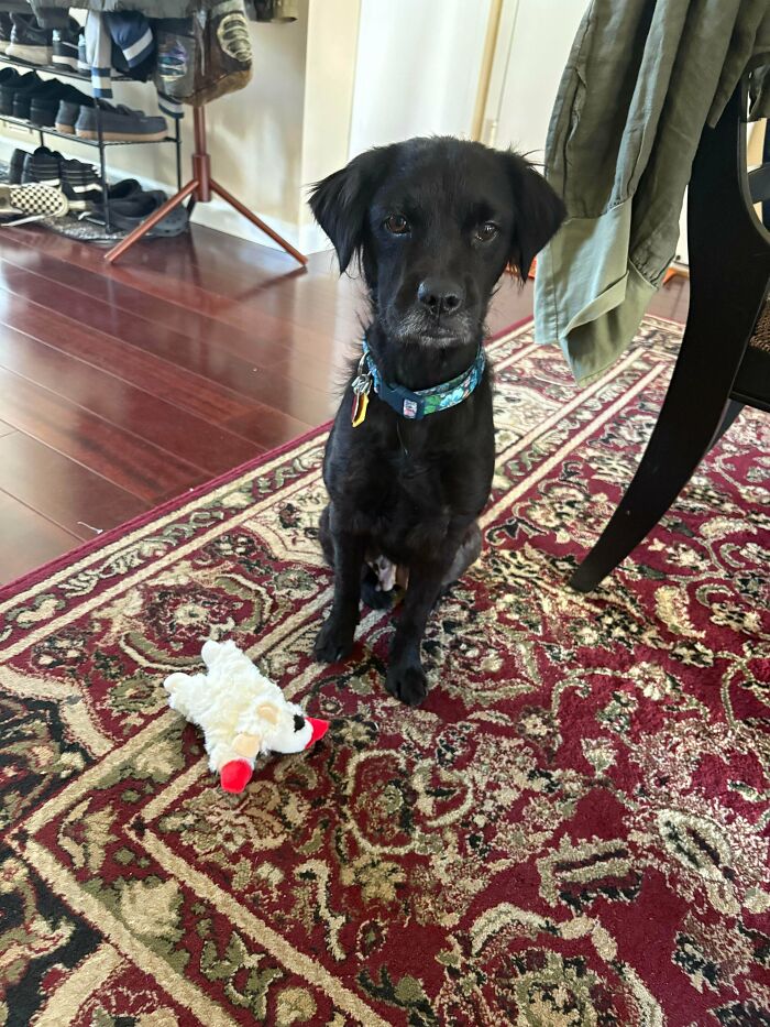 89 Adorable Adopted Animals Who Rescued Their Humans This Month (September Edition)
